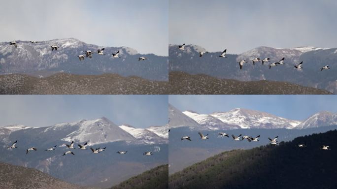 香格里拉纳帕海湿地上空黑颈鹤振翅高飞