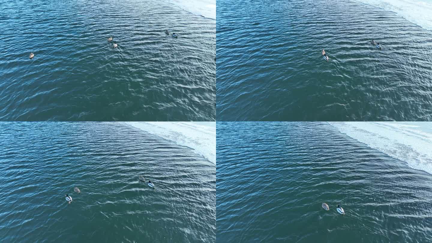 水中游泳的野鸭子绿头鸭