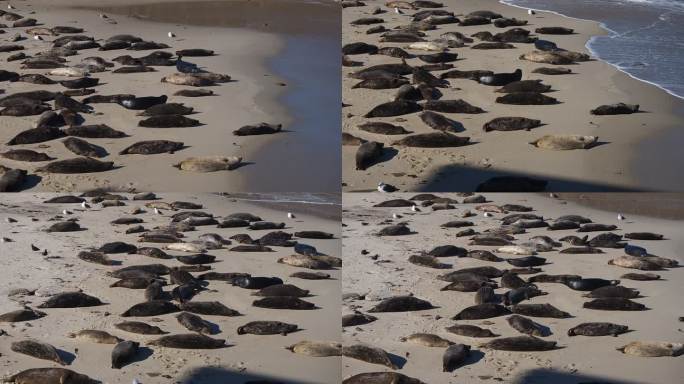 一群沙滩上晒太阳的慵懒海豹 1