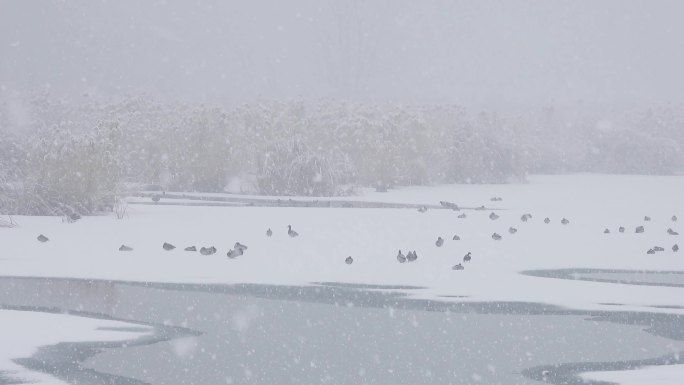 迎春大雪鹅毛大雪冰上一群水鸟