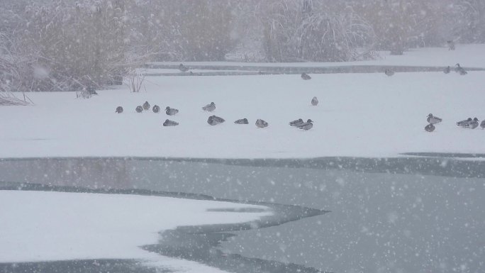 大雪纷飞野鸭冰上栖息