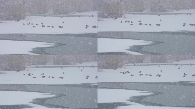 大雪纷飞野鸭冰上栖息