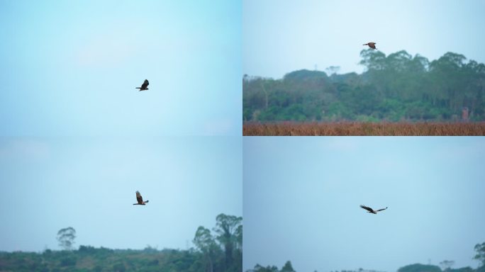 湿地猛禽-高速摄影