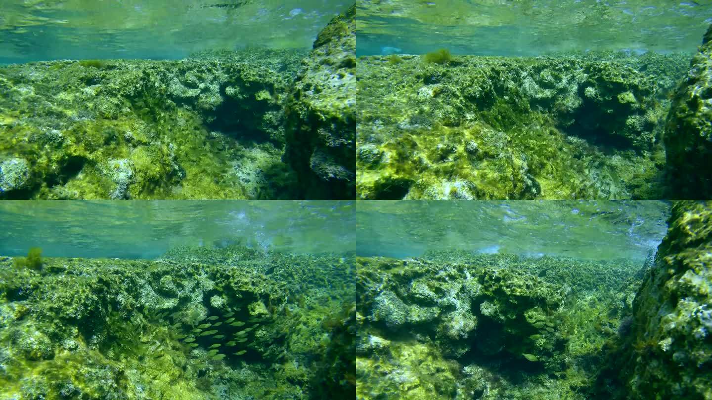 一群金色大理石纹棘足鱼幼鱼在波浪下的礁石上游泳