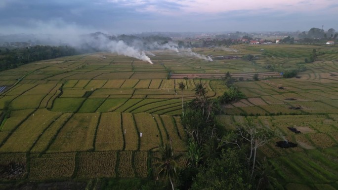 有机垃圾在稻田里焚烧，以增加农业土壤的养分
