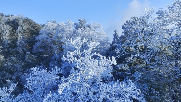 雪 霜降 雪景 树结冰 冰雪