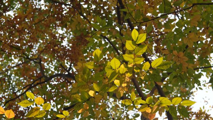 光影中延安绿地的秋色小特写，变色的梧桐叶