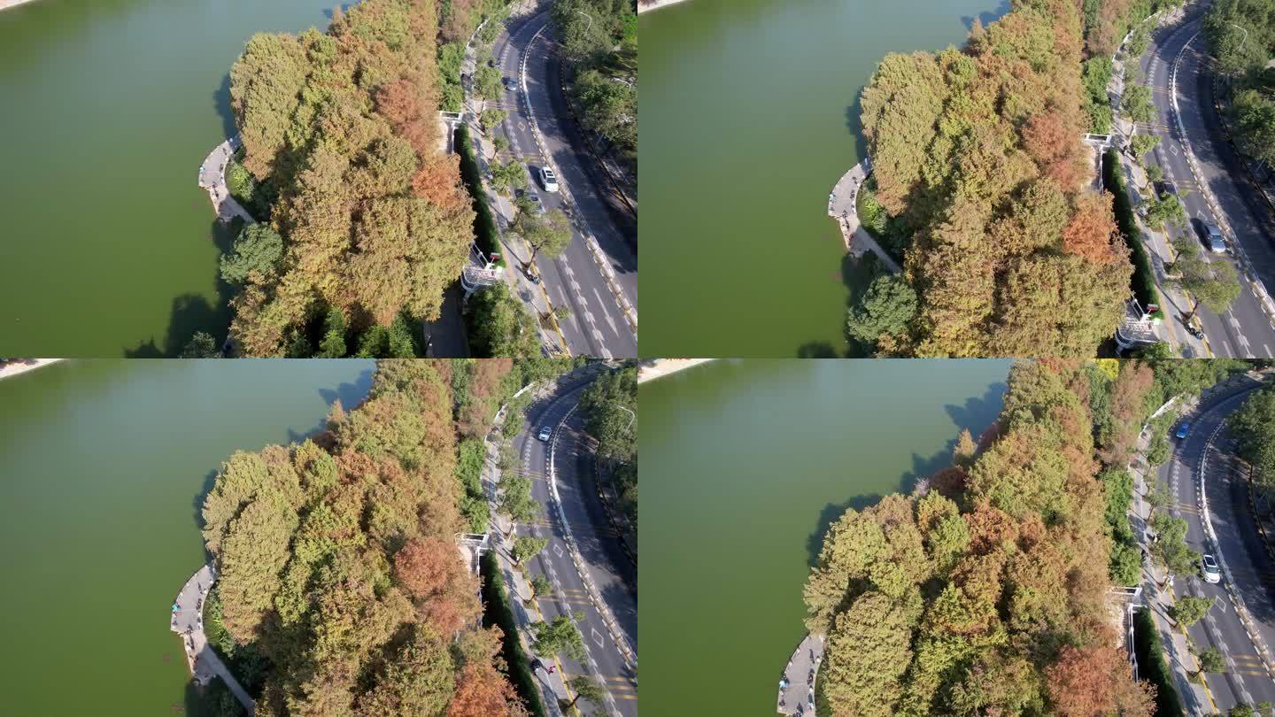 深圳洪湖公园水杉