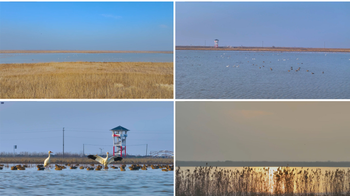 唯美的鄱阳湖湿地