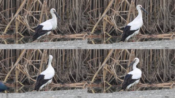 洱源湿地中的鸟中大熊猫东方白鹳特写镜头