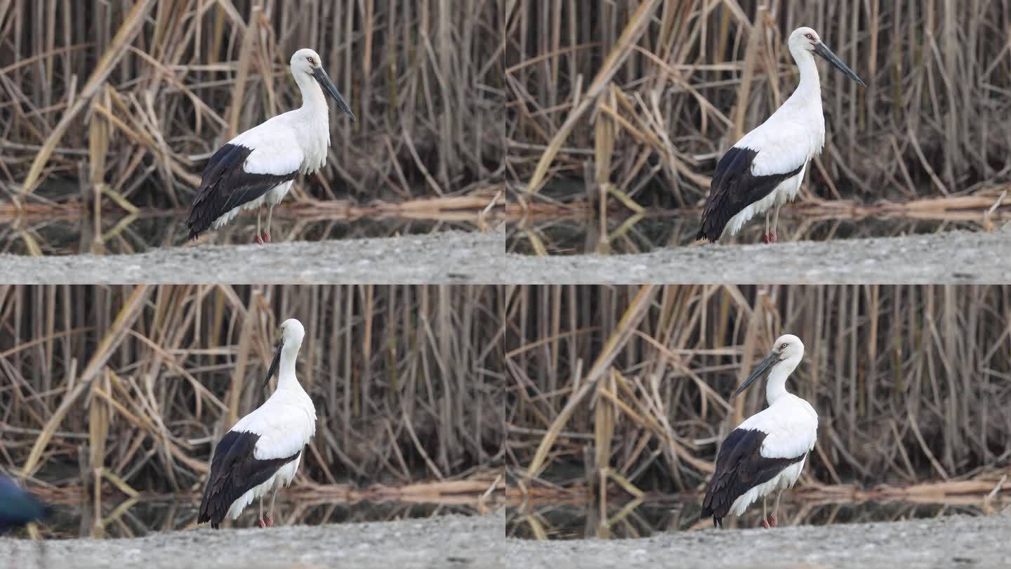 洱源湿地中的鸟中大熊猫东方白鹳特写镜头