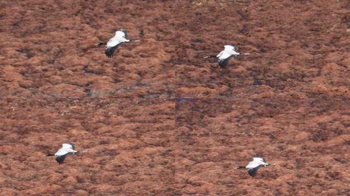 黑颈鹤在纳帕海湿地上快速飞行