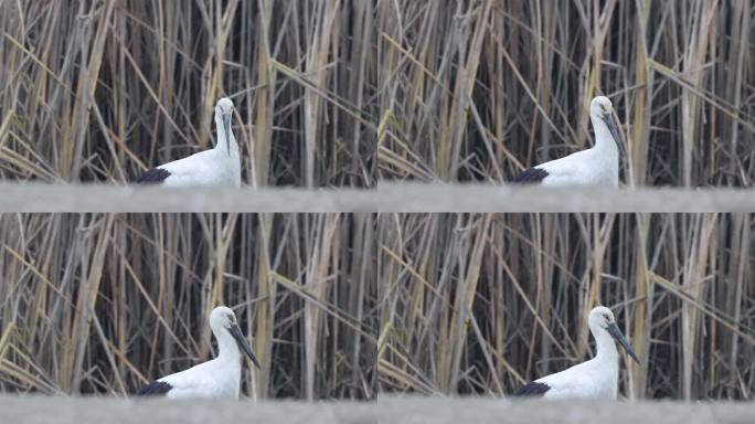 中国珍稀鸟类东方白鹳的特写镜头