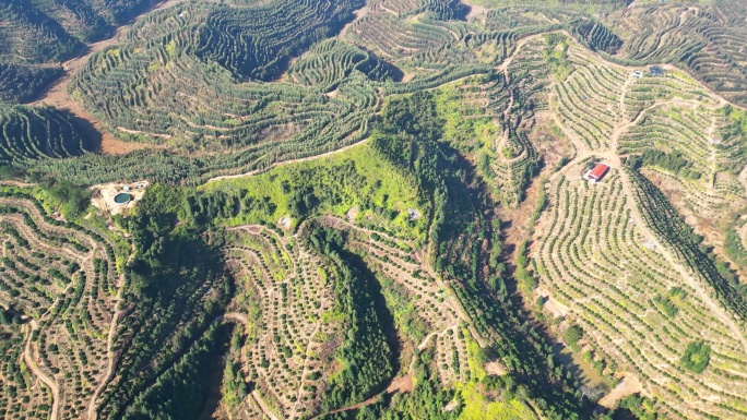 航拍赣南脐橙万亩果园产业基地