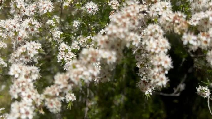 Kanuka (Kunzea ericoides)茶树花