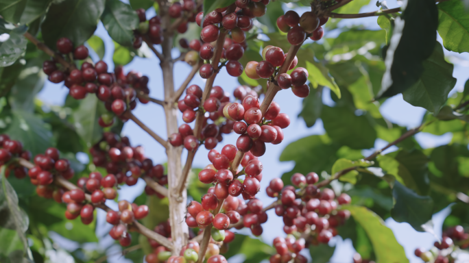 咖啡云南小粒咖啡咖啡树咖啡生豆
