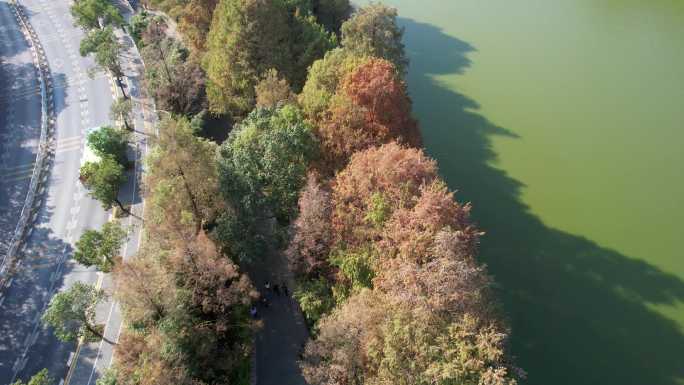 深圳洪湖公园水杉