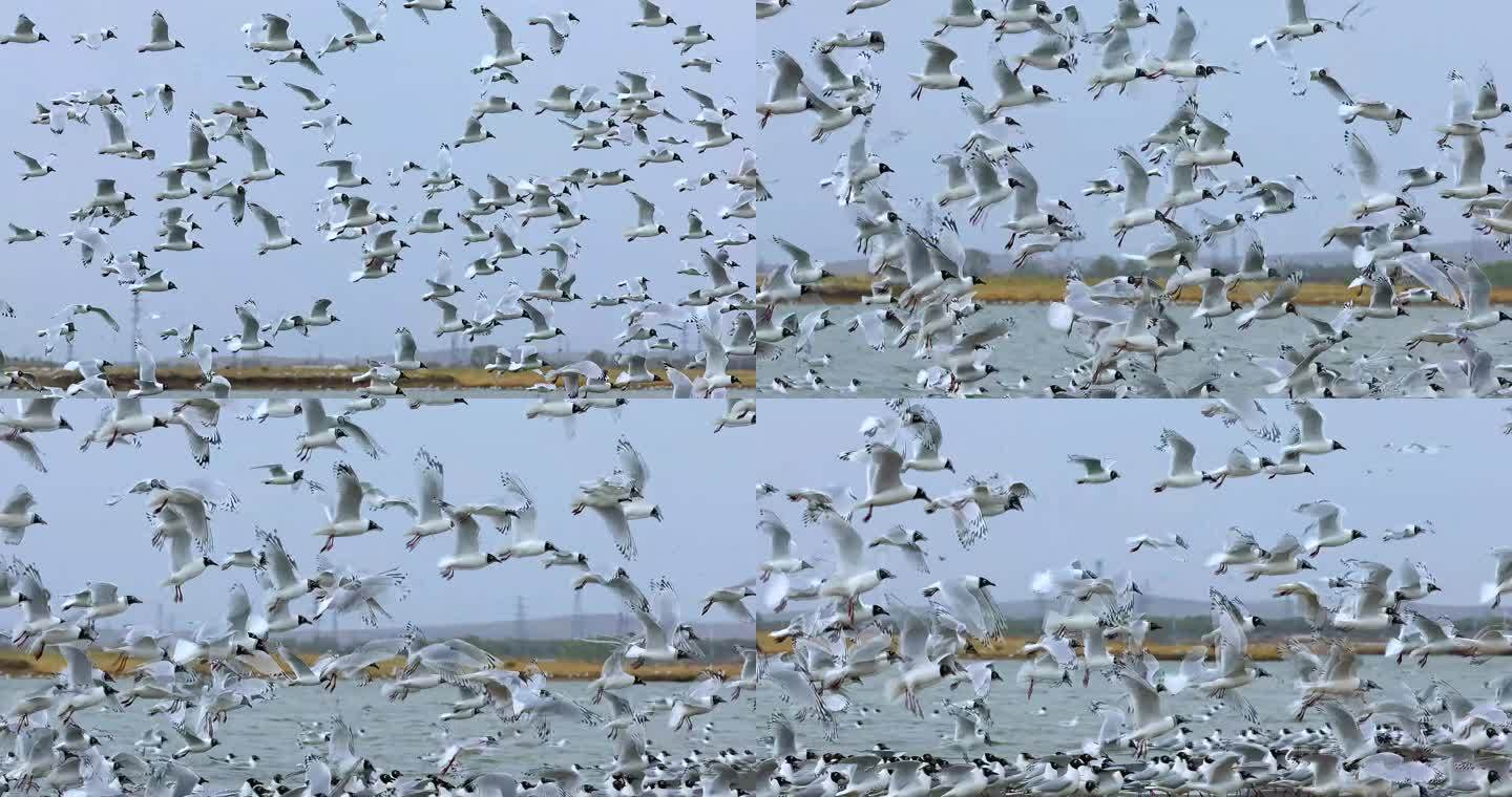 遗鸥钓鱼郎湖心岛湿地公园空中盘旋群飞漫舞