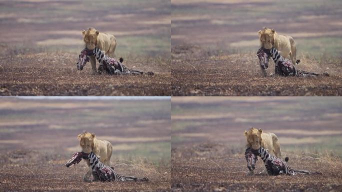 在马赛马拉，雄狮拖着一只杀死的斑马