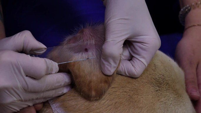 兽医从狗的耳朵上取下一滴血到玻片上，以便在实验室进行分析。医生小心地把一张载玻片放在狗耳朵上的一滴血