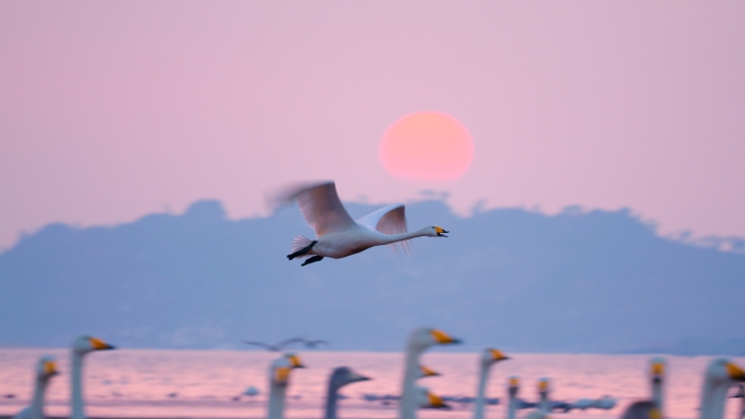 夕阳湖面天鹅飞翔 天鹅群 白天鹅