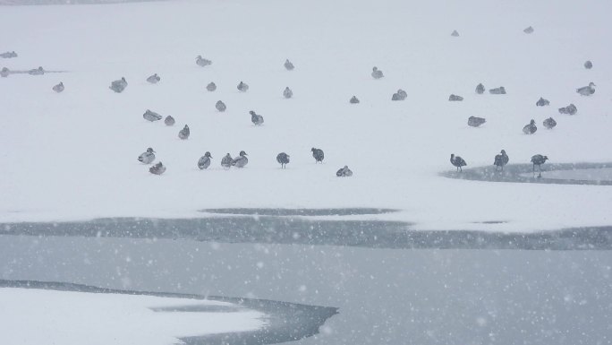 大雪纷飞野鸭集群栖息