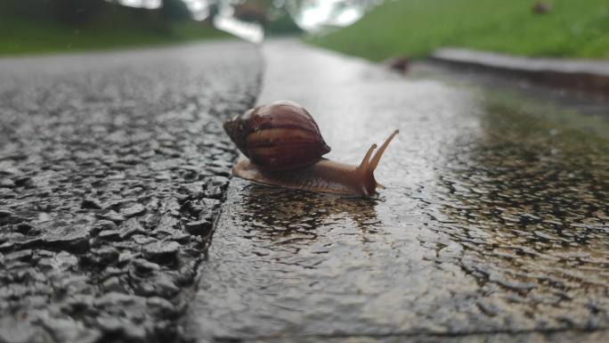 蜗牛 在下雨天潮湿的地上缓慢爬行