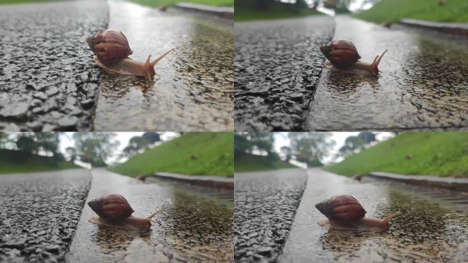 蜗牛 在下雨天潮湿的地上缓慢爬行