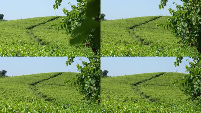 采茶绿色茶园延时风景背景梯田茶山风光茶场