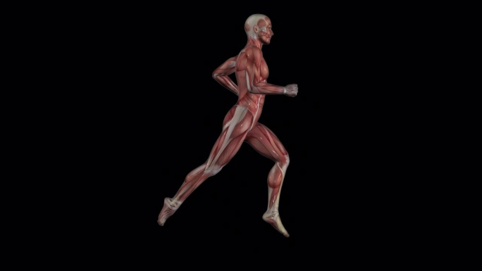 男性跑步者-身体肌肉-慢跑循环-阿尔法通道