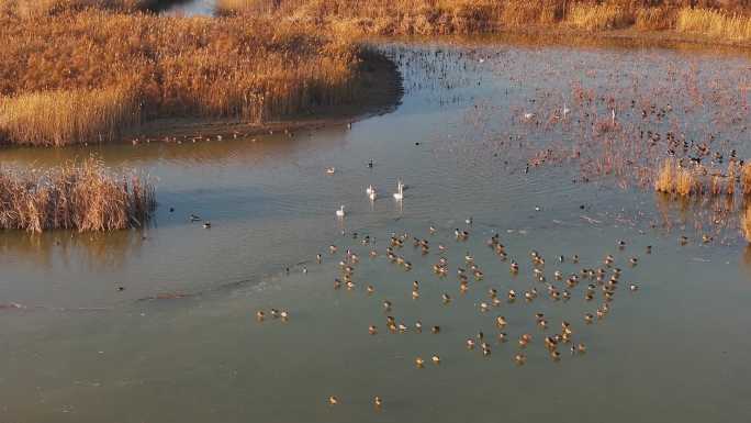 黄河入海口湿地鸟类-6