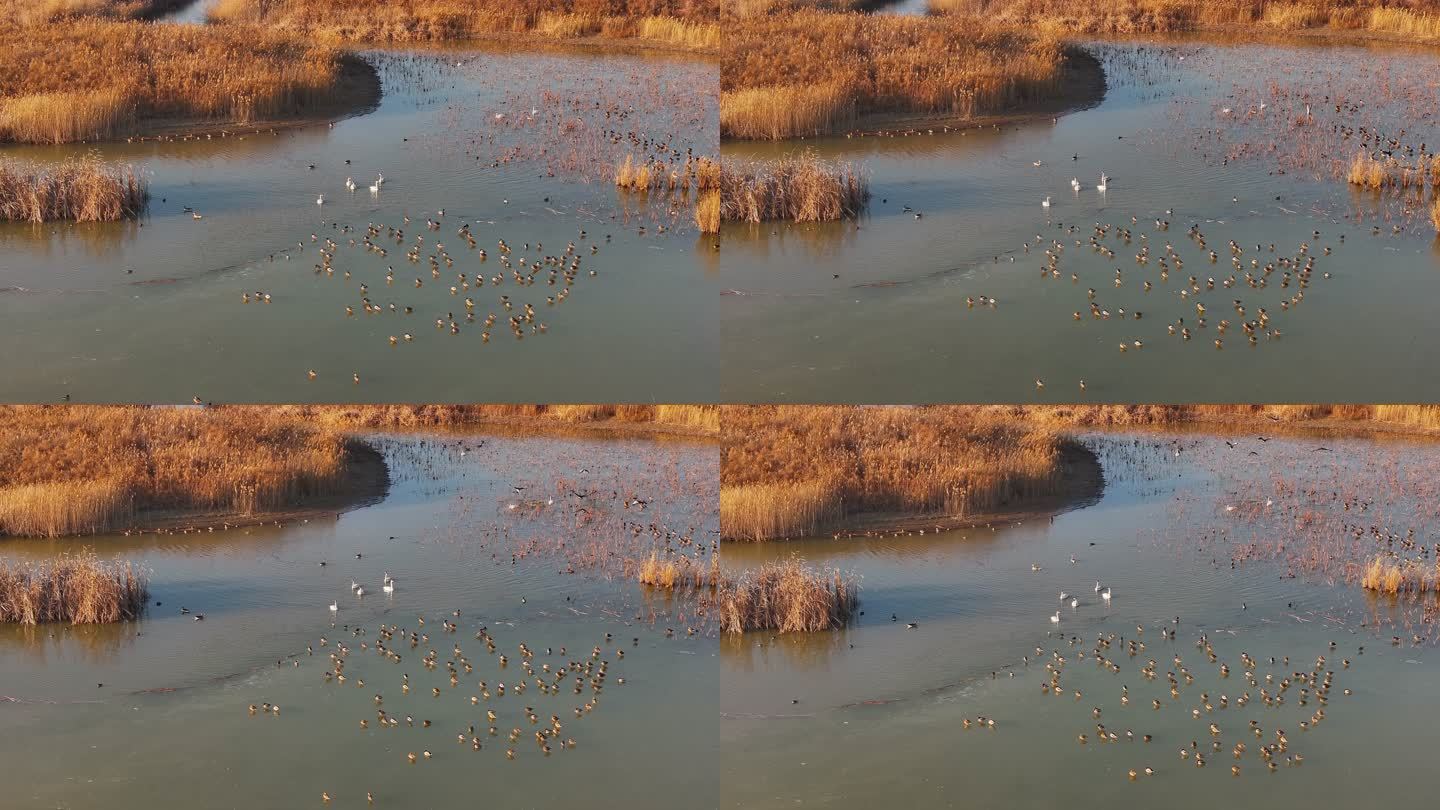 黄河入海口湿地鸟类-6