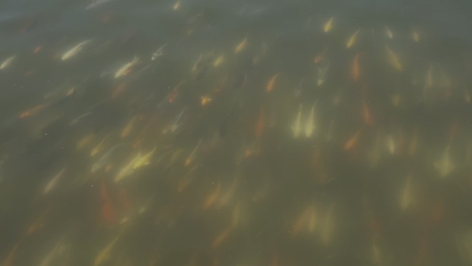 人工湖里的锦鲤金鱼观赏鱼群