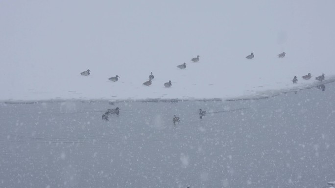 飞雪迎春鹅毛大雪冰河野鸭