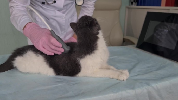 兽医为家猫进行腹腔超声检查