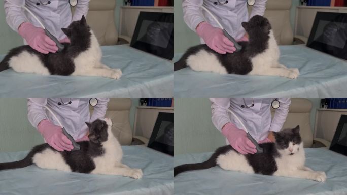 兽医为家猫进行腹腔超声检查