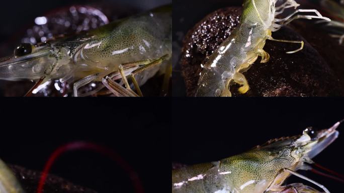 河虾  升格   微距  11个镜头