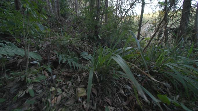 大别山 红军洞  信阳 新县 山间小路