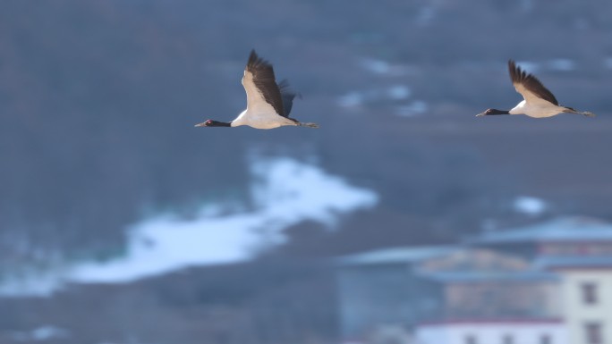 国家一级保护动物黑颈鹤快速扇动翅膀视觉