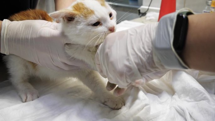从静脉抽血后，兽医在小猫的爪子上缠上绷带。生病的小猫被带到兽医那里。为了做出诊断，兽医要对小猫进行检