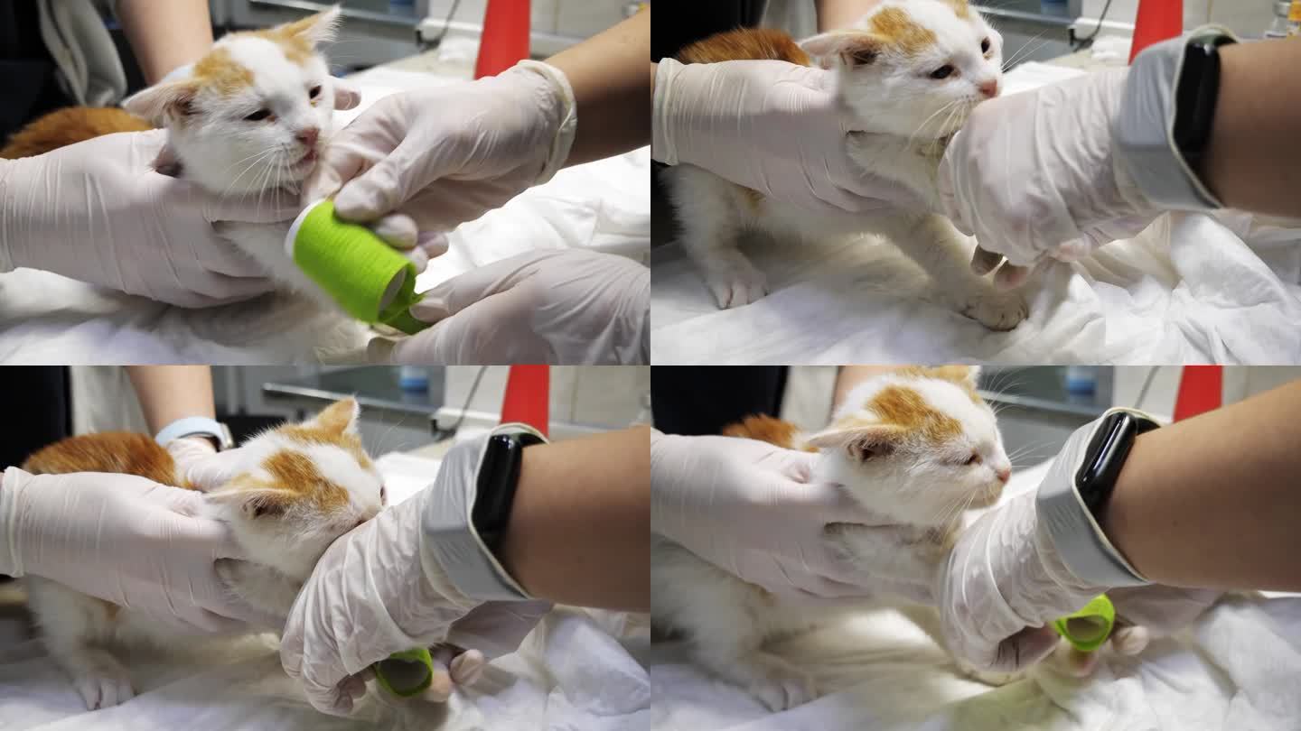 从静脉抽血后，兽医在小猫的爪子上缠上绷带。生病的小猫被带到兽医那里。为了做出诊断，兽医要对小猫进行检