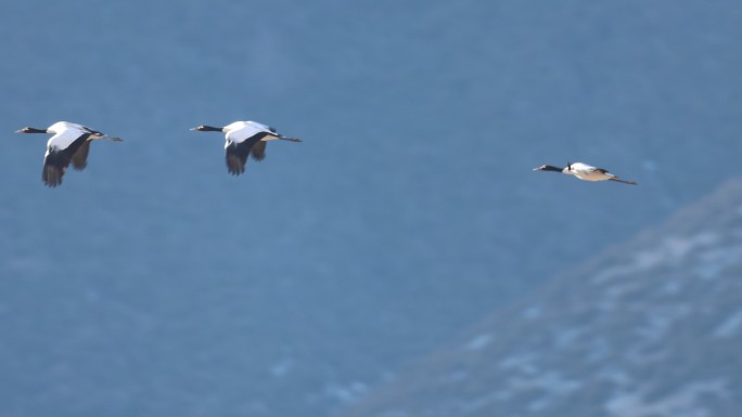 香格里拉纳帕海湿地上空的黑颈鹤