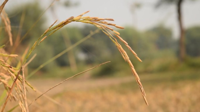 印度大米的4k镜头。稻田，植物，Oryza sativa，俗称亚洲水稻，是最常被称为水稻的植物物种。