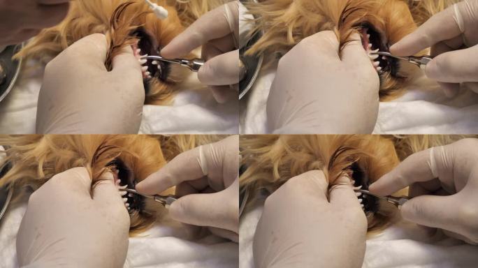 兽医在全身麻醉下给小狗拔乳牙。照顾你的狗的牙齿健康。兽医用手术器械给小狗拔掉乳牙。