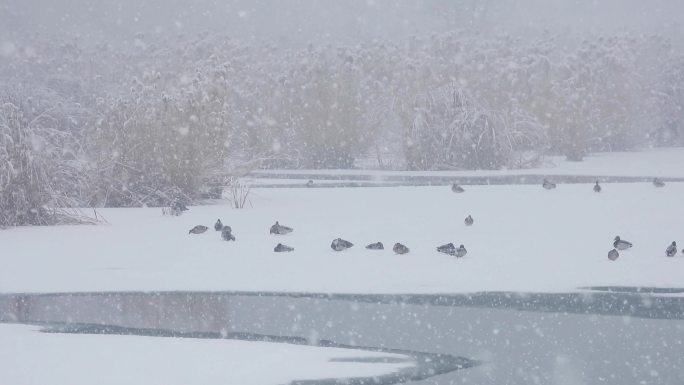 雪景春雪鹅毛大雪野鸭栖息