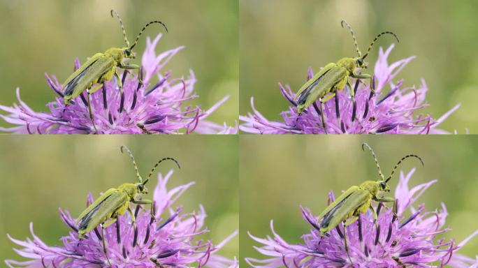 一只昆虫坐在夏天草地上的花蕾上。有创造力。一只小虫子坐在一朵盛开的花上，背景是模糊的绿色草地