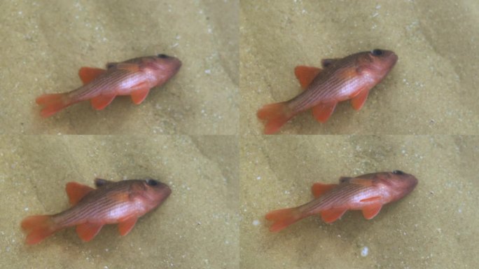 细条纹红雀鱼或卡洛索鳞翅目鱼因被管状植物或刺草中毒而死亡。