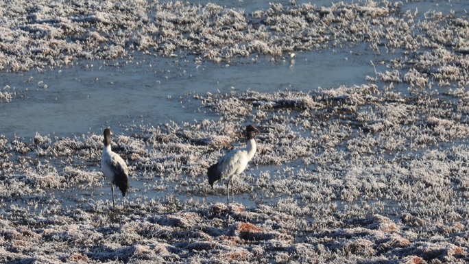 冰霜中的黑颈鹤