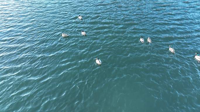 水中游泳的野鸭子