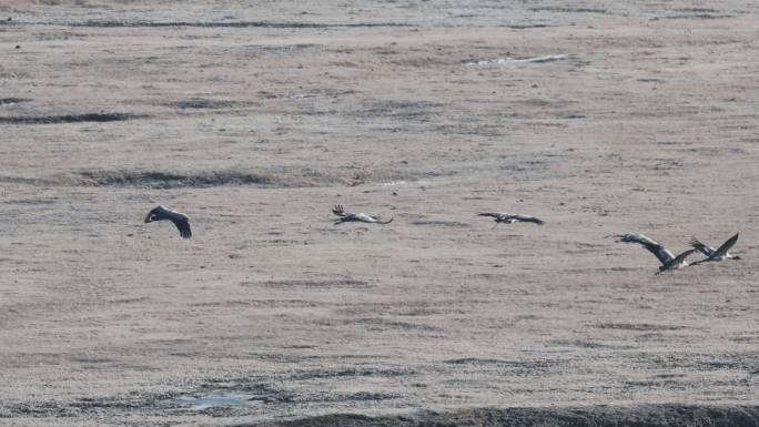黑颈鹤在冰霜之上飞行
